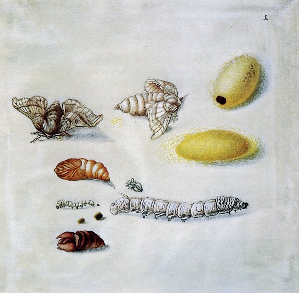 Seidenspinner